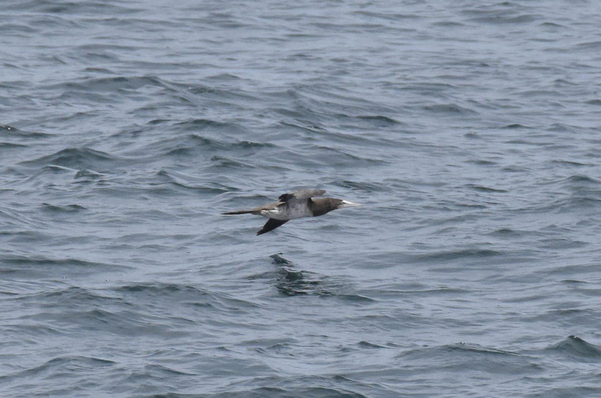 terej žlutonohý - ML592827721