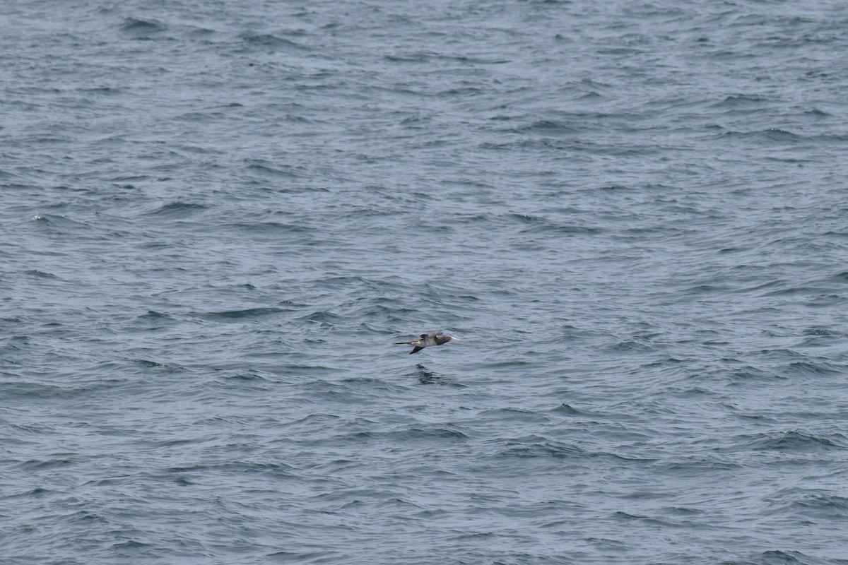 terej žlutonohý - ML592828061