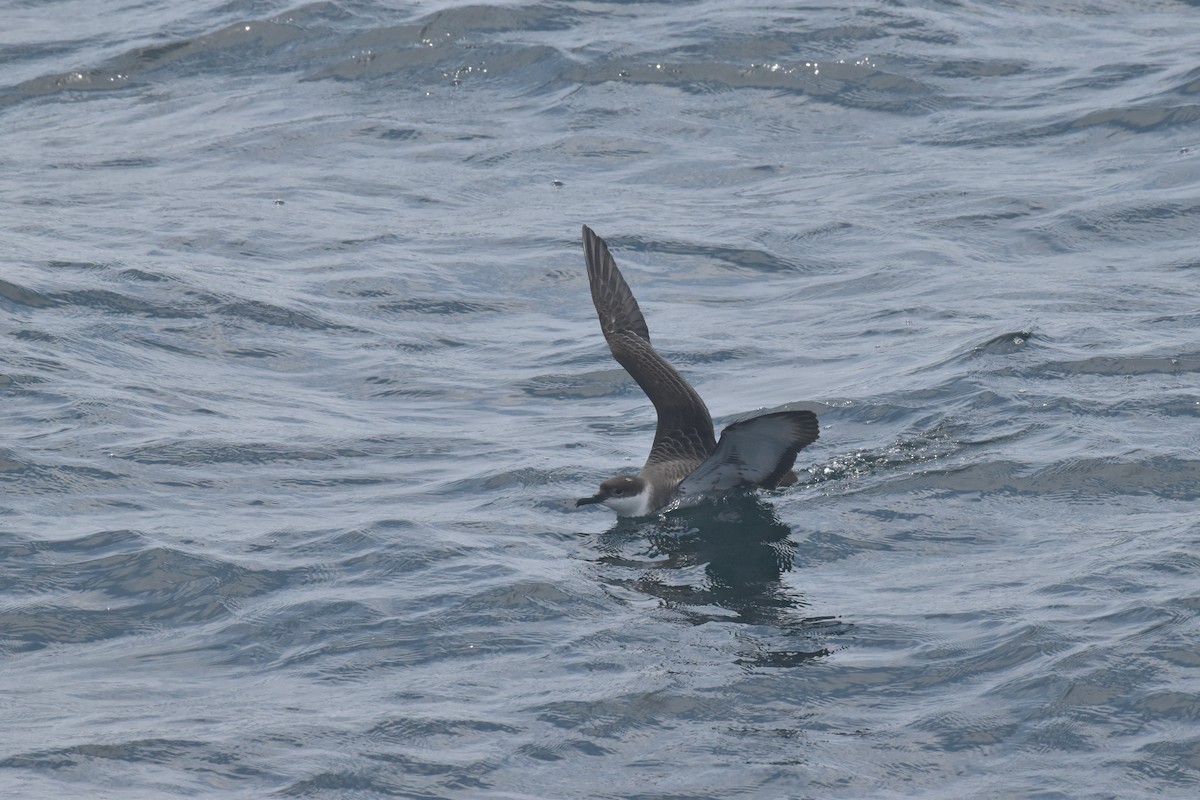 buřňák velký - ML592828071