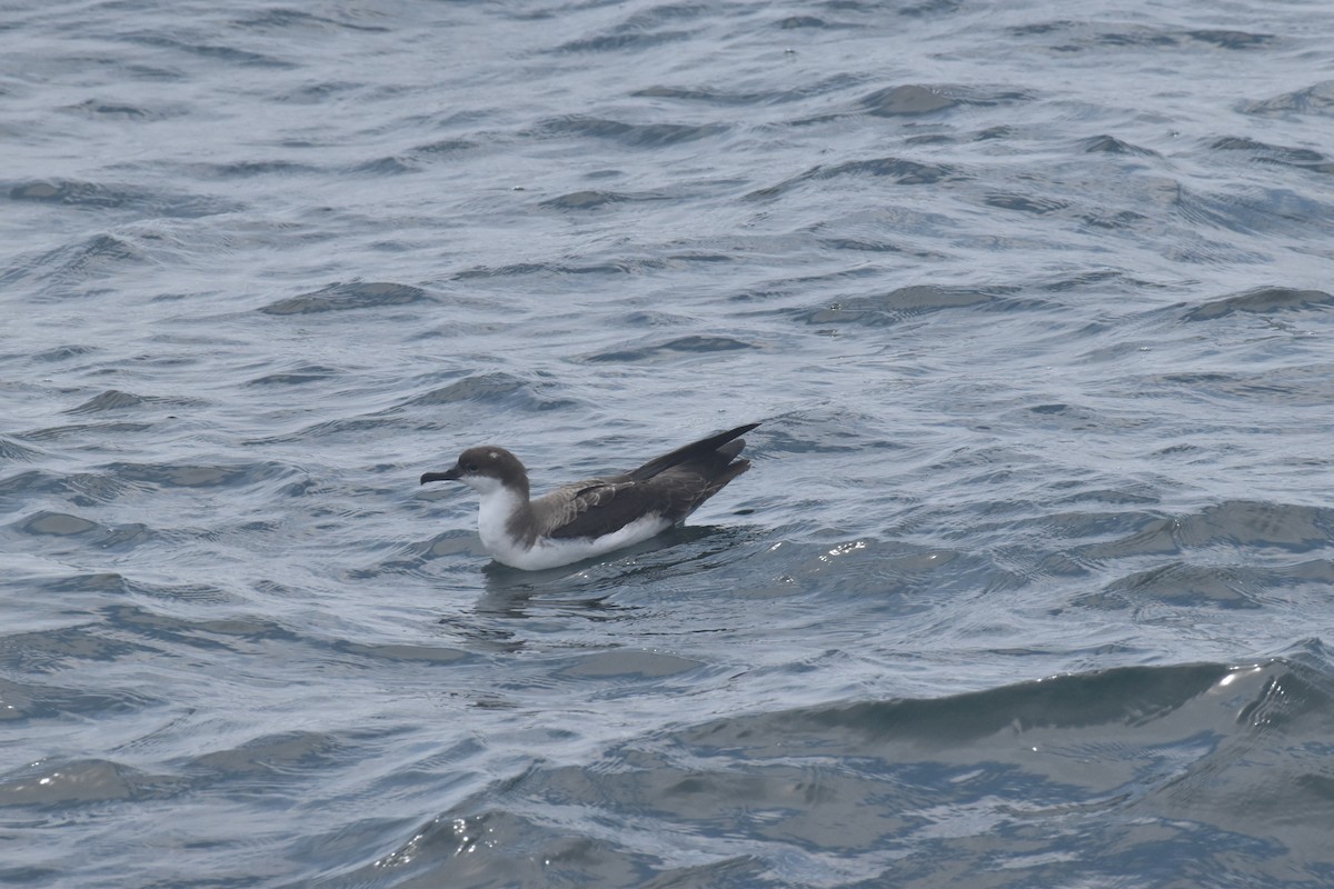 buřňák velký - ML592828081