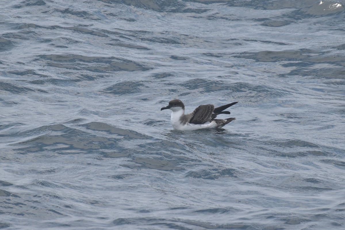 buřňák velký - ML592828091