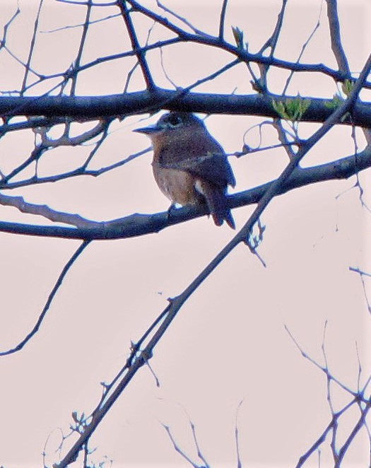 Rusty-breasted Nunlet - Hugo Hulsberg