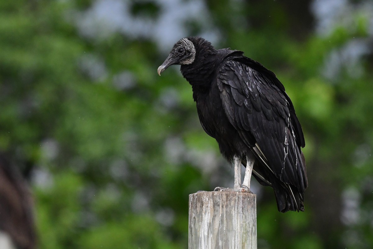 Black Vulture - ML592830451