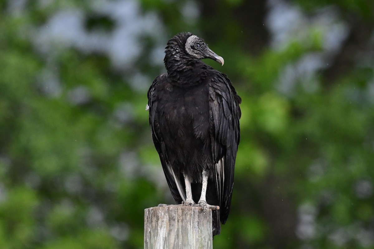 Black Vulture - ML592830471