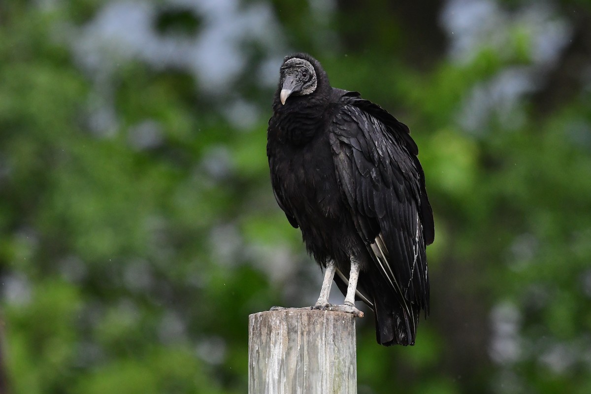 Black Vulture - ML592830501