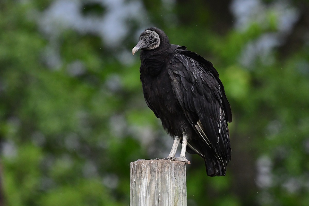 Black Vulture - ML592830511