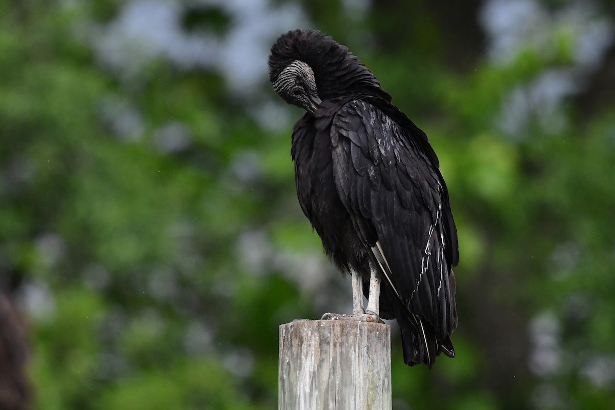 Black Vulture - ML592830541