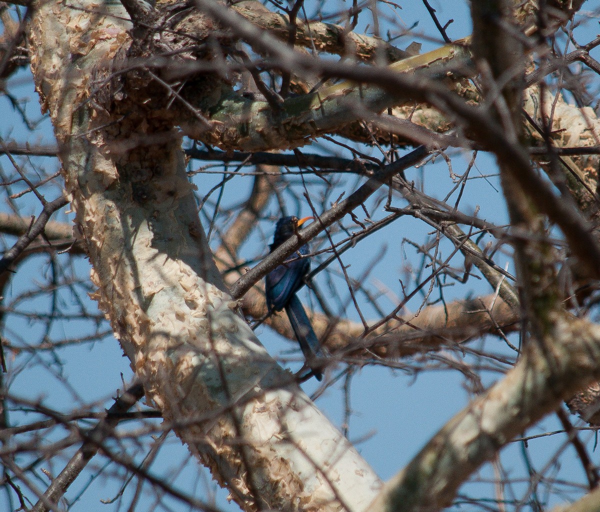 Abyssinian Scimitarbill - ML592831221