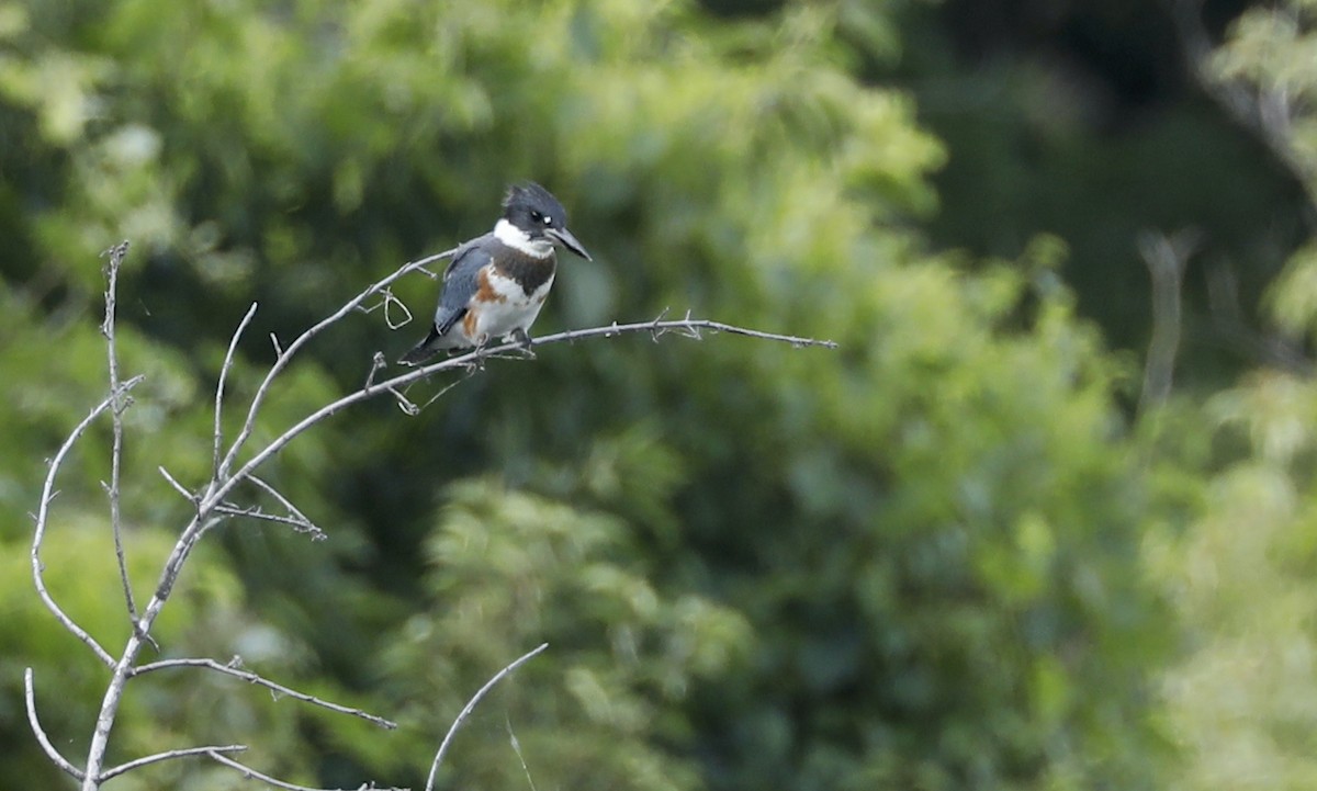 Belted Kingfisher - Pat Glessner