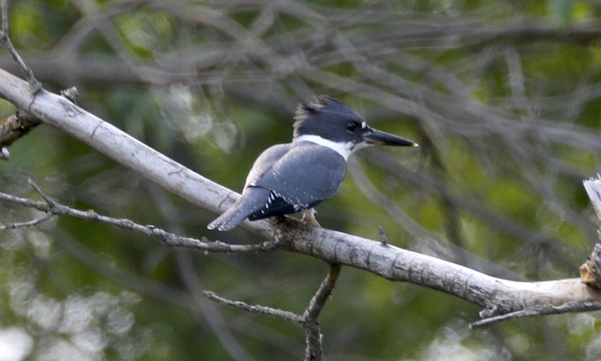 Belted Kingfisher - ML592831971