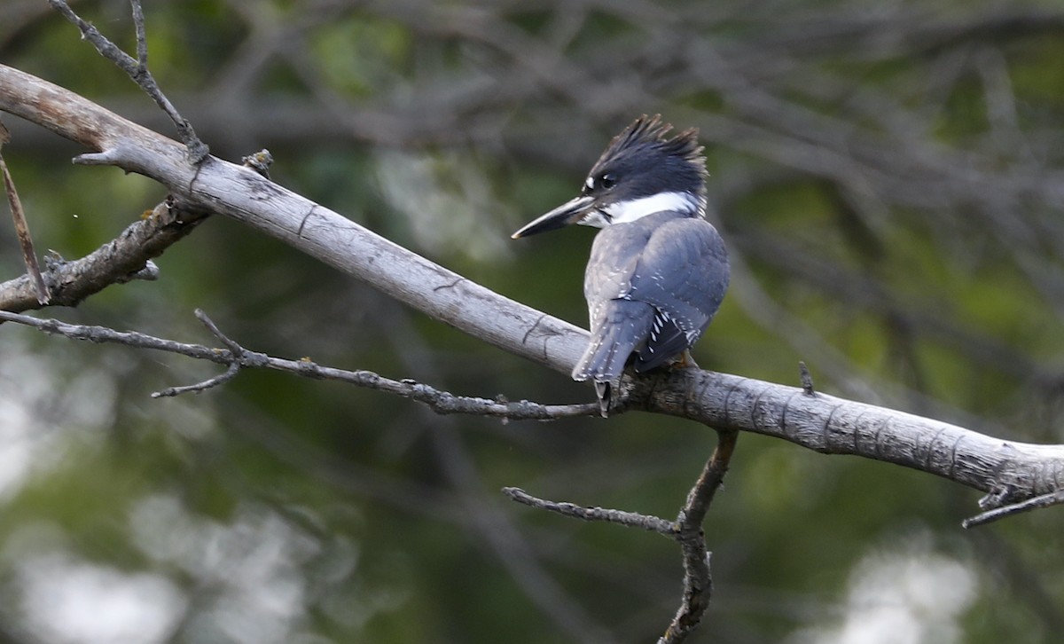 Belted Kingfisher - ML592832101