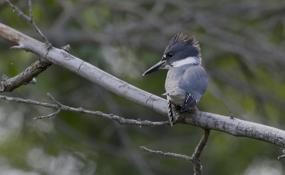 Belted Kingfisher - ML592832211