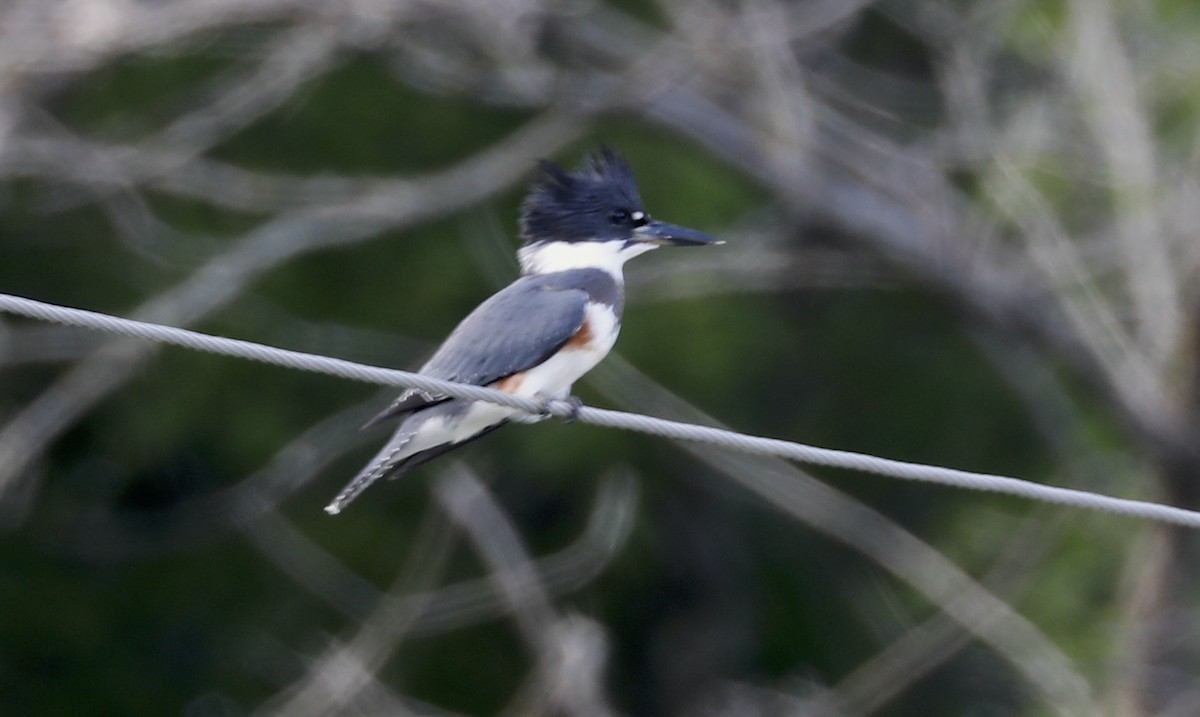 Martin-pêcheur d'Amérique - ML592832311