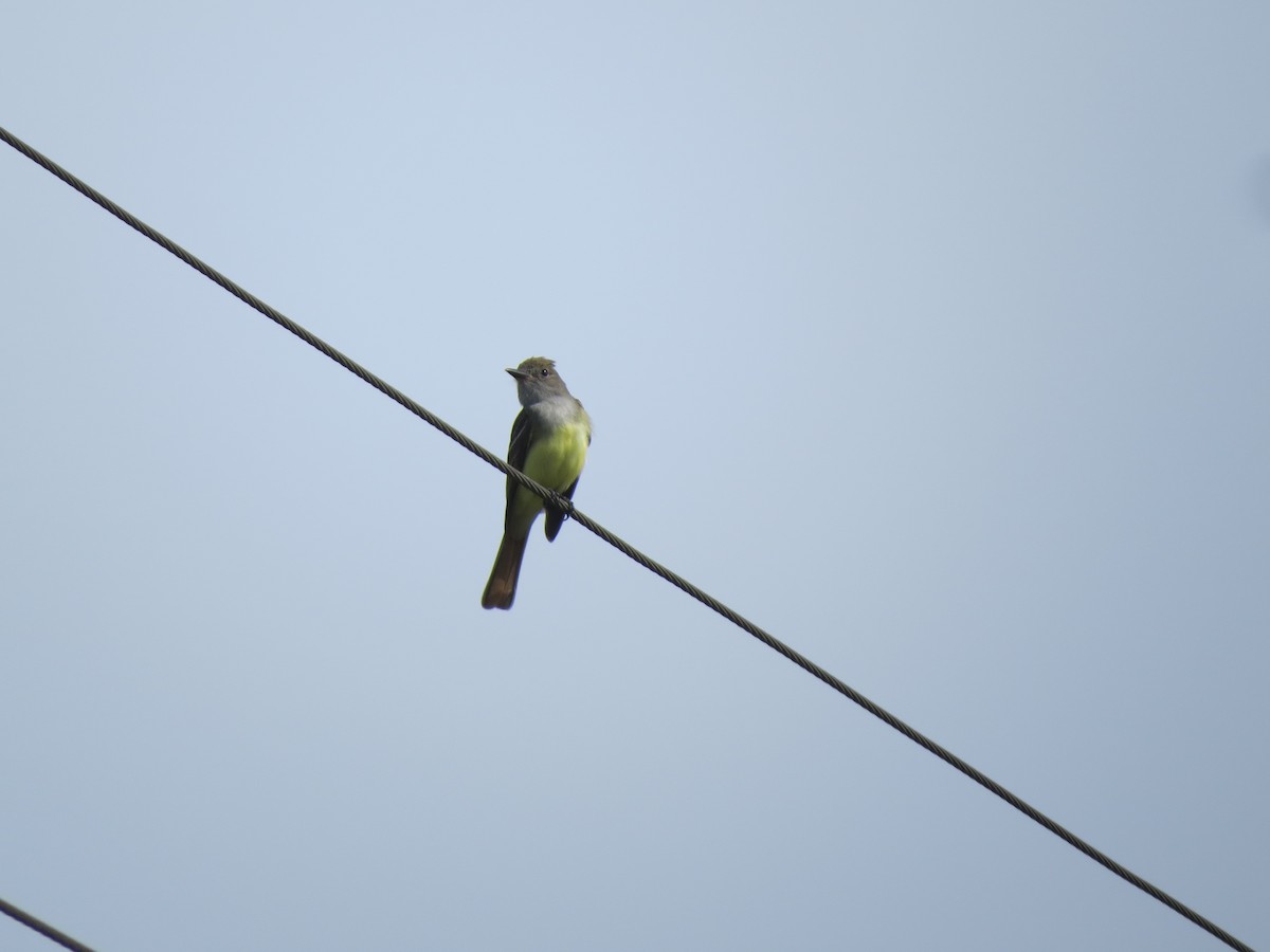 Great Crested Flycatcher - ML59283441