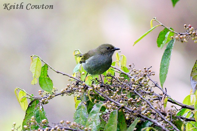 Fan-tailed Berrypecker - ML592835181