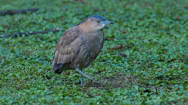 Malayan Night Heron - ML592835391