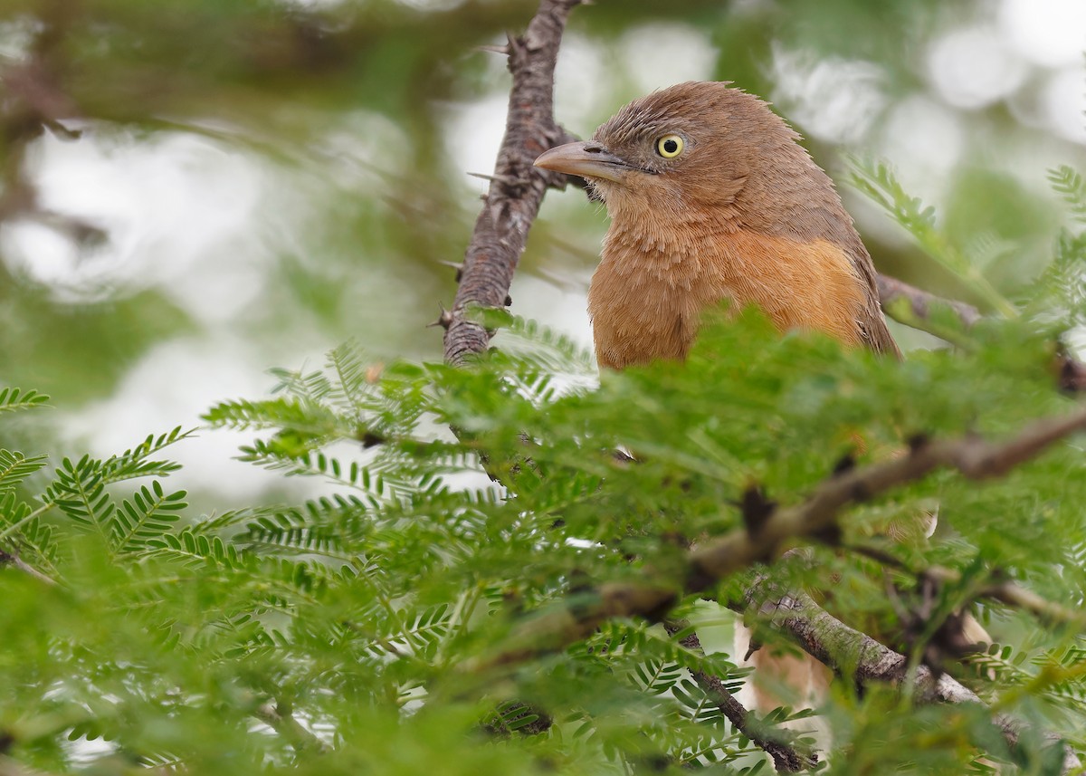 Rufous Chatterer - ML592836341