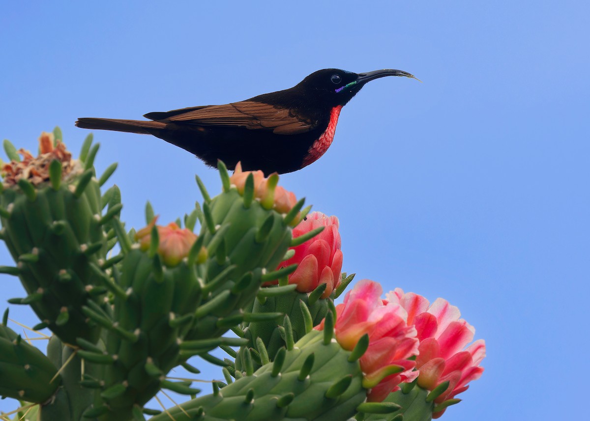 Scarlet-chested Sunbird - ML592836441