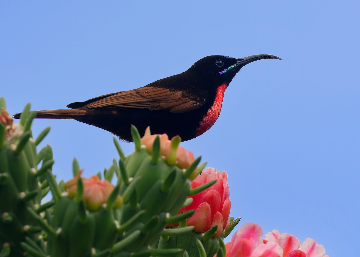 Scarlet-chested Sunbird - ML592836451