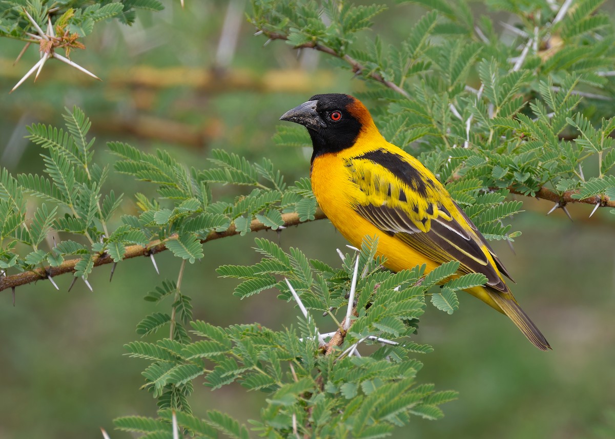 Village Weaver (Black-headed) - ML592836541