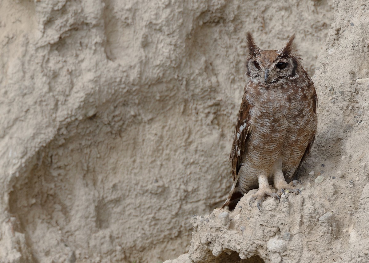 Grayish Eagle-Owl - ML592836591