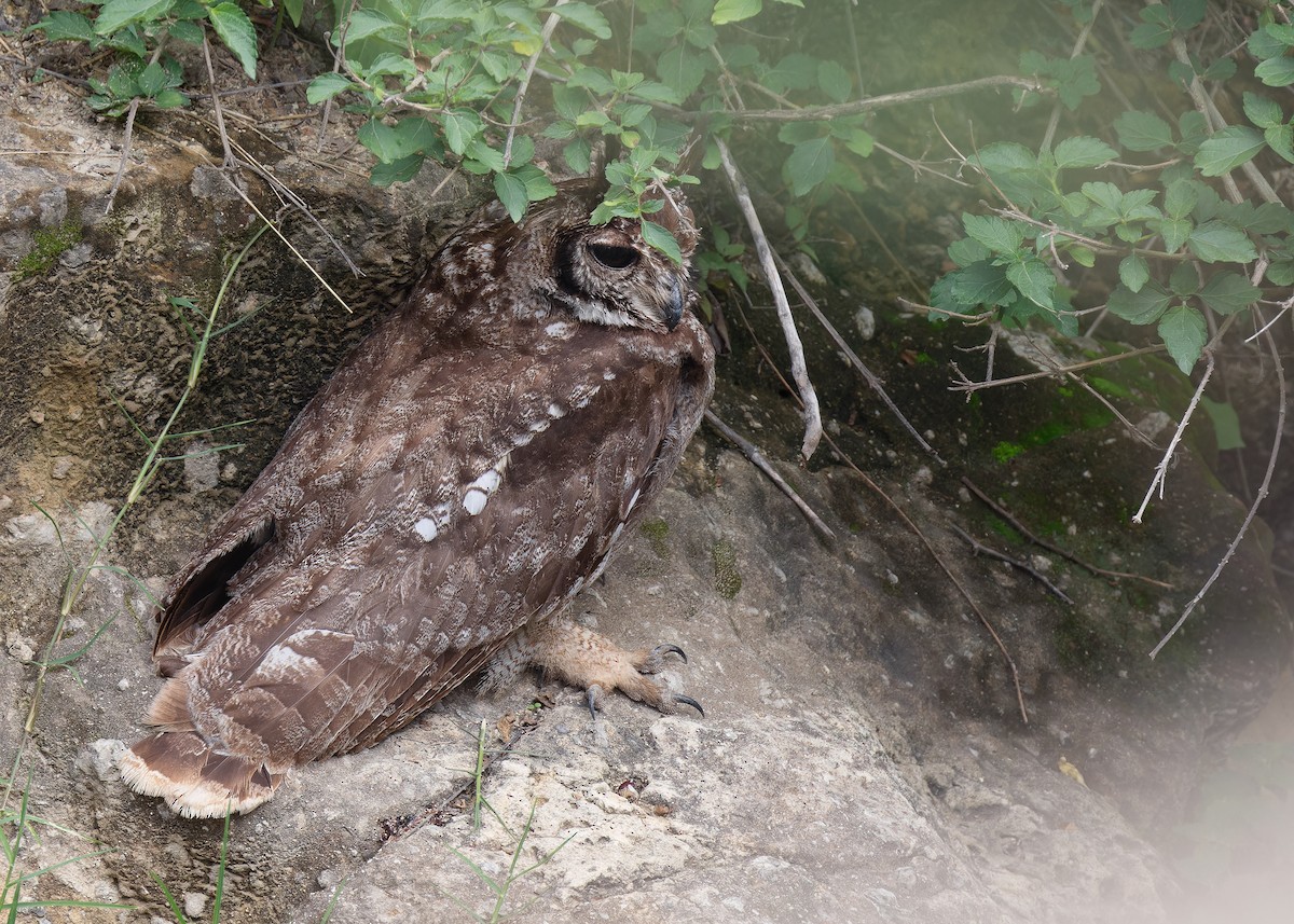 Grayish Eagle-Owl - ML592836601