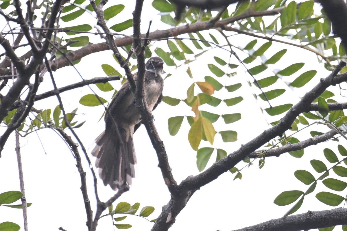 Malaysian Pied-Fantail - Ting-Wei (廷維) HUNG (洪)