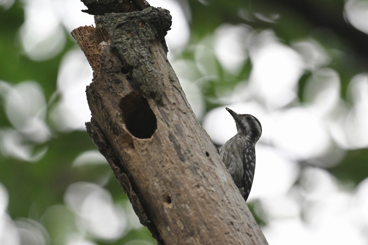 Sunda Pygmy Woodpecker - ML592836861
