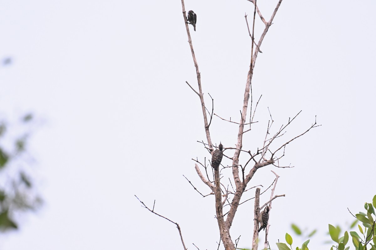 Sunda Pygmy Woodpecker - ML592837021