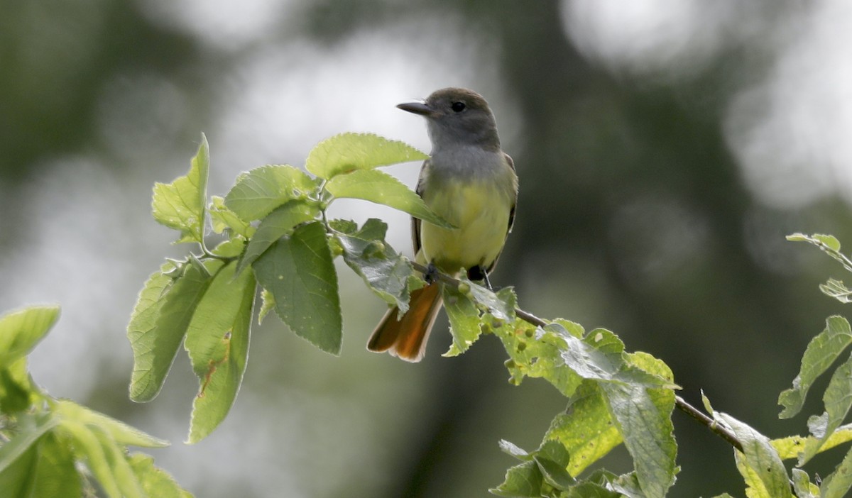 Great Crested Flycatcher - ML592838671