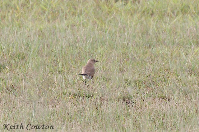 Australian Pratincole - Keith Cowton