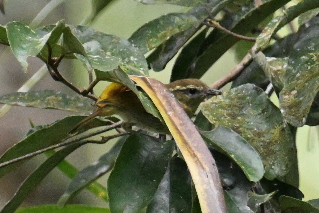 Sulawesi Leaf Warbler - Ting-Wei (廷維) HUNG (洪)