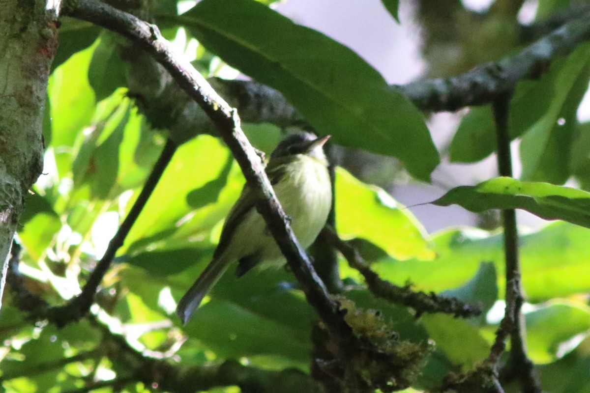 Yellow-olive Flatbill - ML592839721