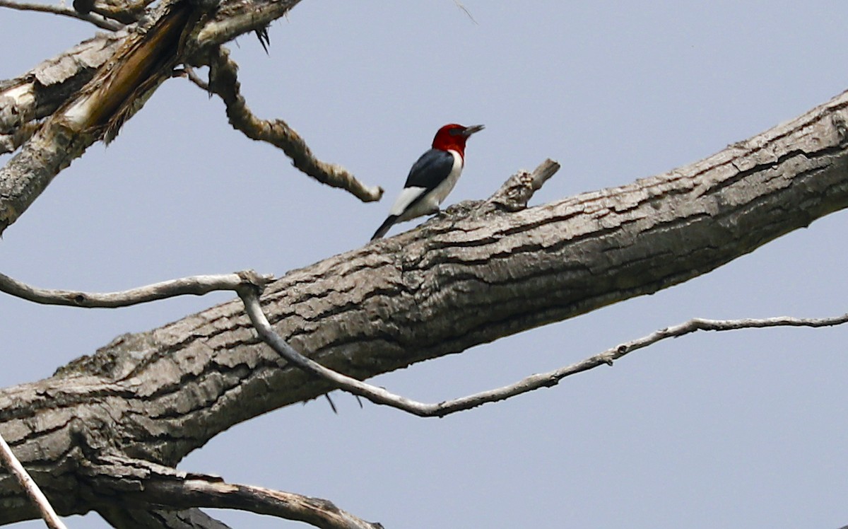 Pic à tête rouge - ML592840391