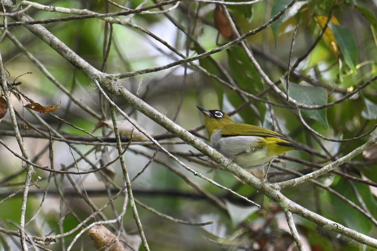 Black-crowned White-eye - ML592840691