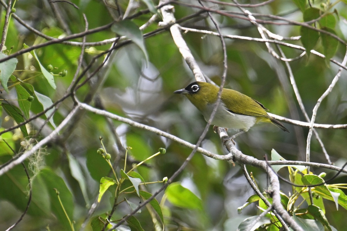 Black-crowned White-eye - ML592840701