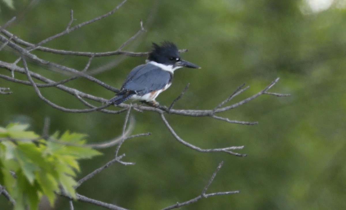 Belted Kingfisher - ML592840871