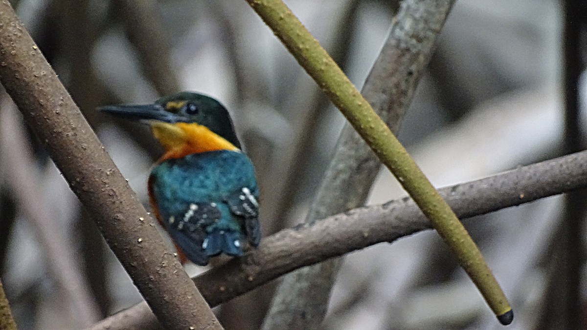 American Pygmy Kingfisher - Julio Acosta  ES Tour Guide