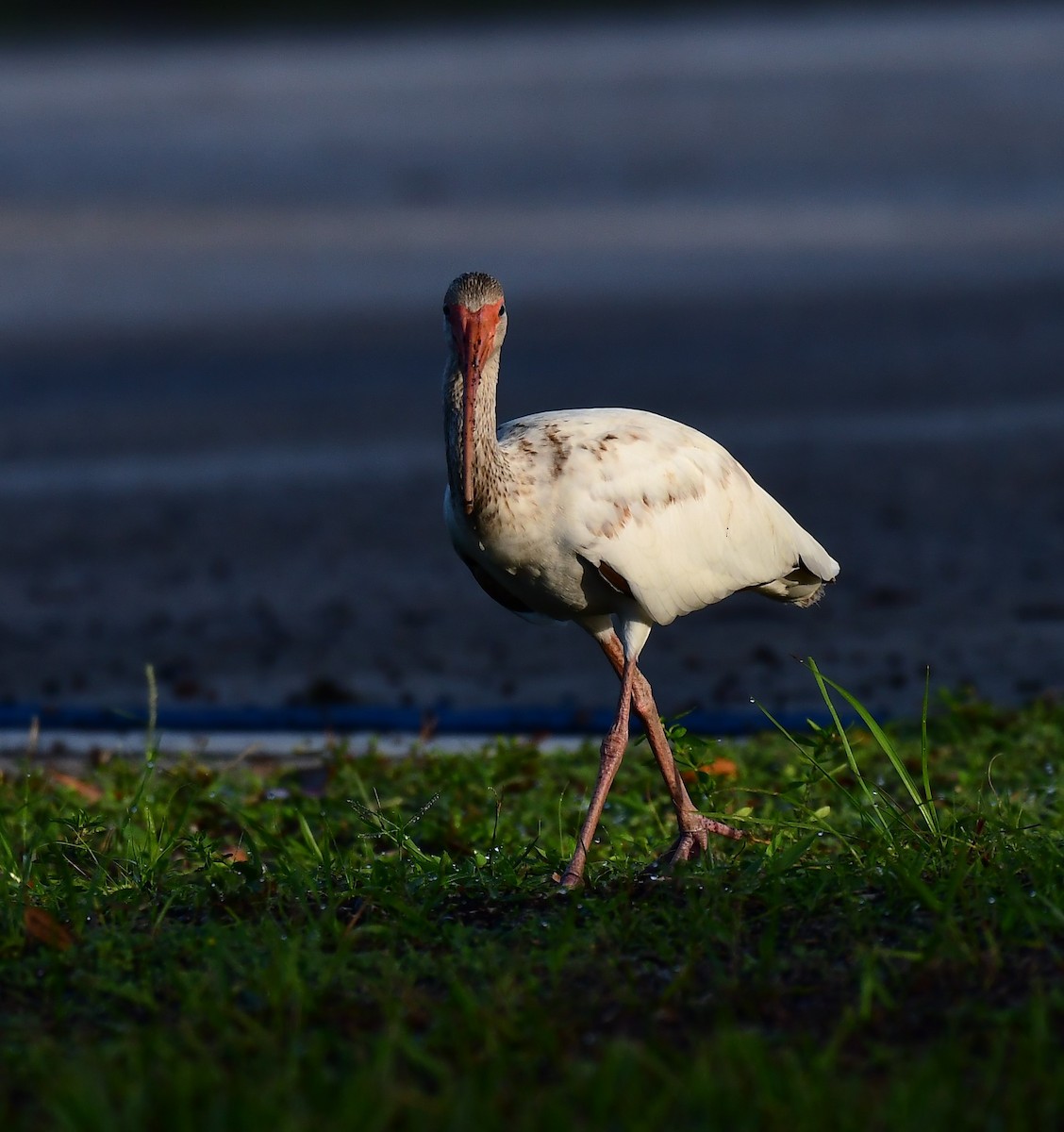 ibis bílý - ML592841351