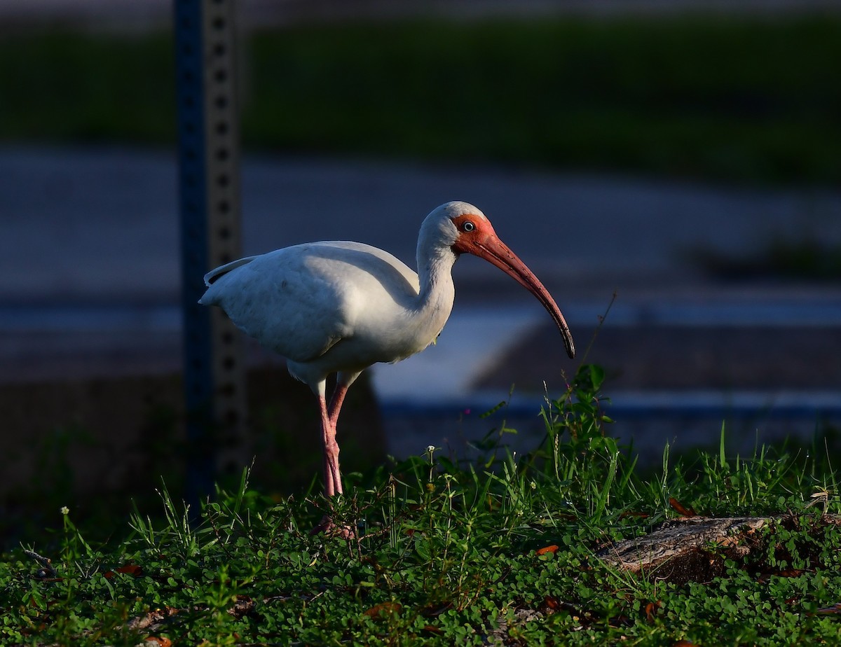 White Ibis - ML592841381