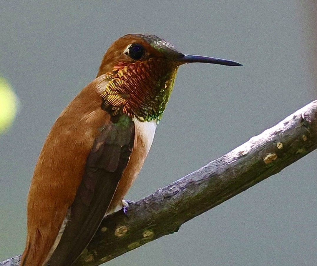 Rufous Hummingbird - ML592841421