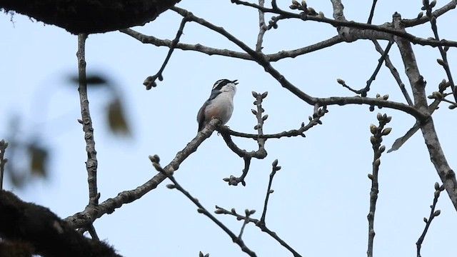 White-browed Shrike-Babbler - ML592841521
