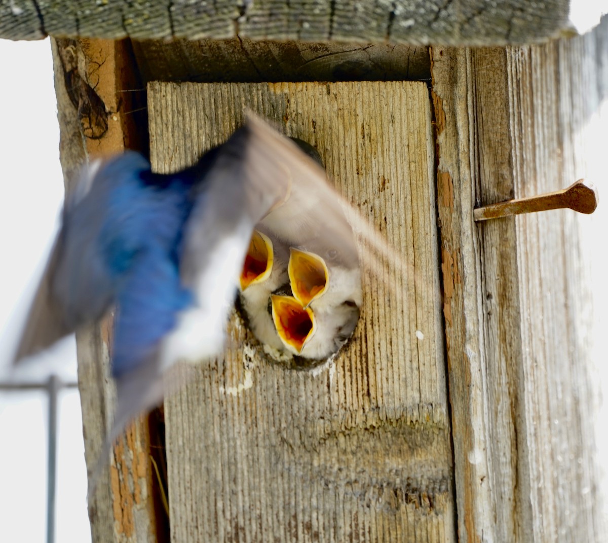 Tree Swallow - ML592842001