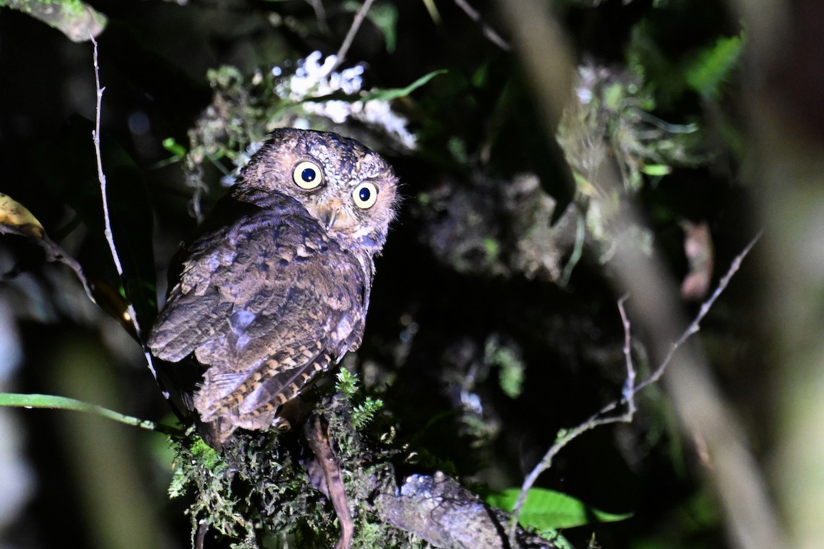 Sulawesi Scops-Owl - ML592842321