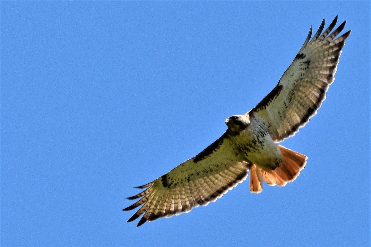 Red-tailed Hawk - ML59284251