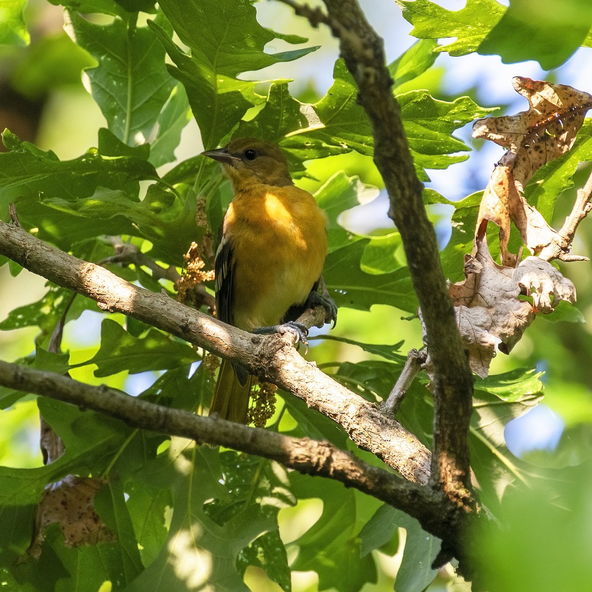 Oriole de Baltimore - ML592842571