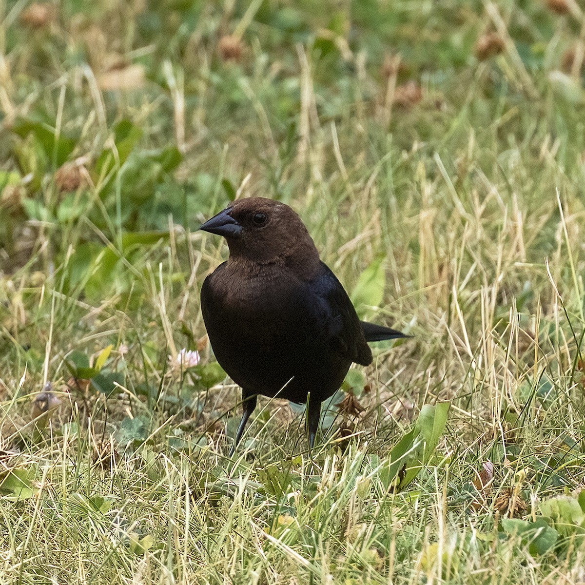 Vacher à tête brune - ML592842601