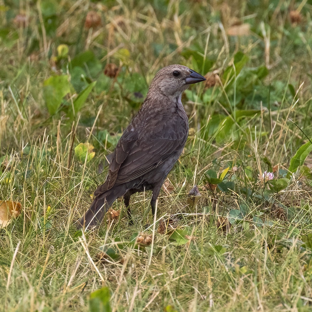 Vacher à tête brune - ML592842611