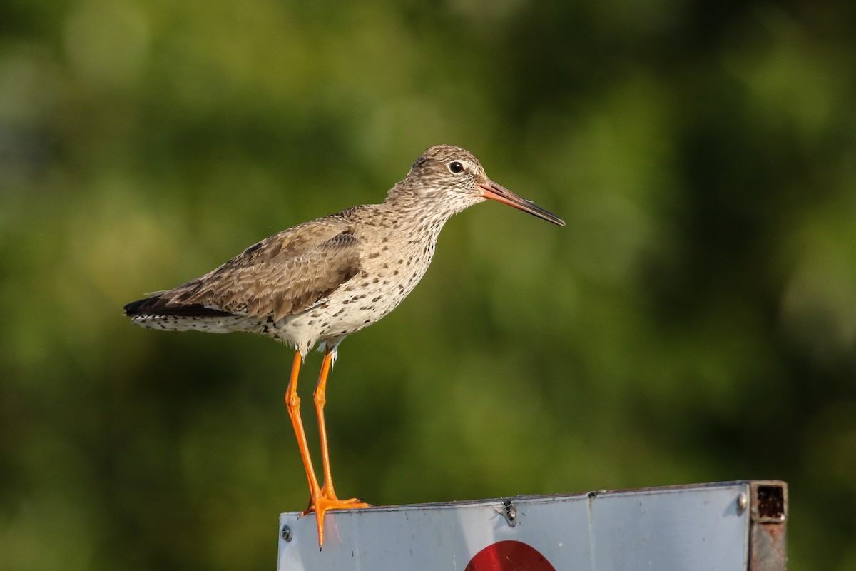 Common Redshank - Mateusz Łodziński