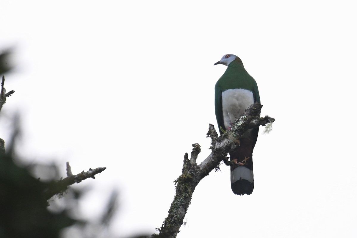 White-bellied Imperial-Pigeon - ML592843321